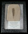 Fossil Populus Leaf - Green River Formation #16288-2